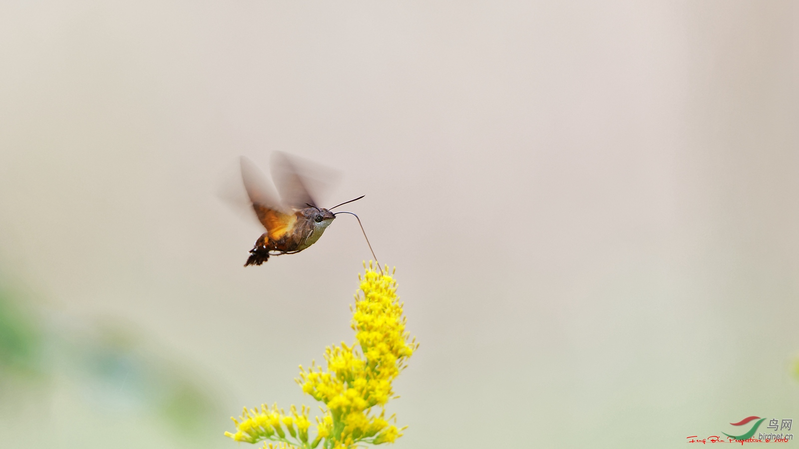 400doii大绿兔实拍欣赏