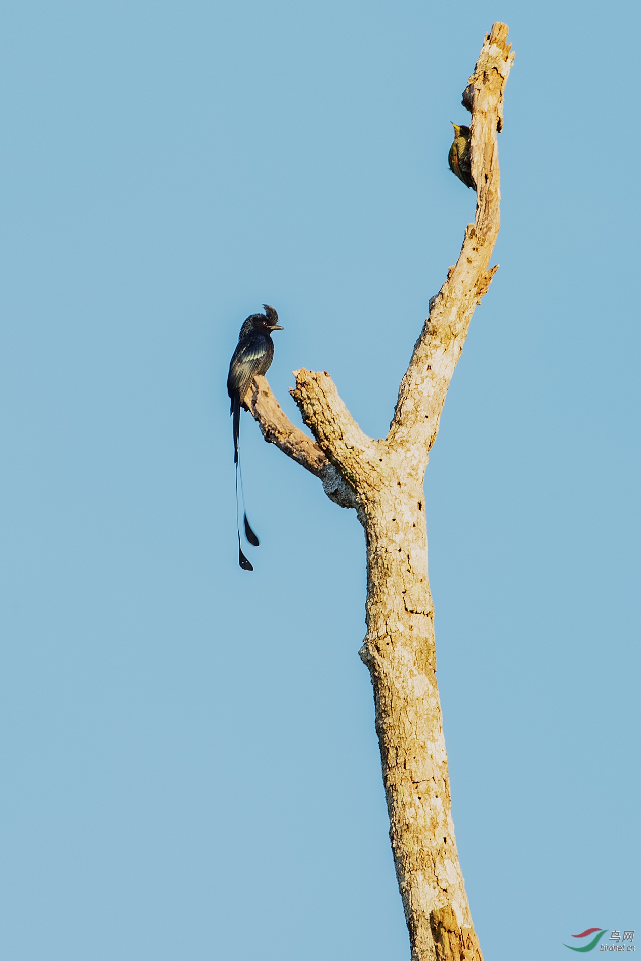 远处两只不同的鸟