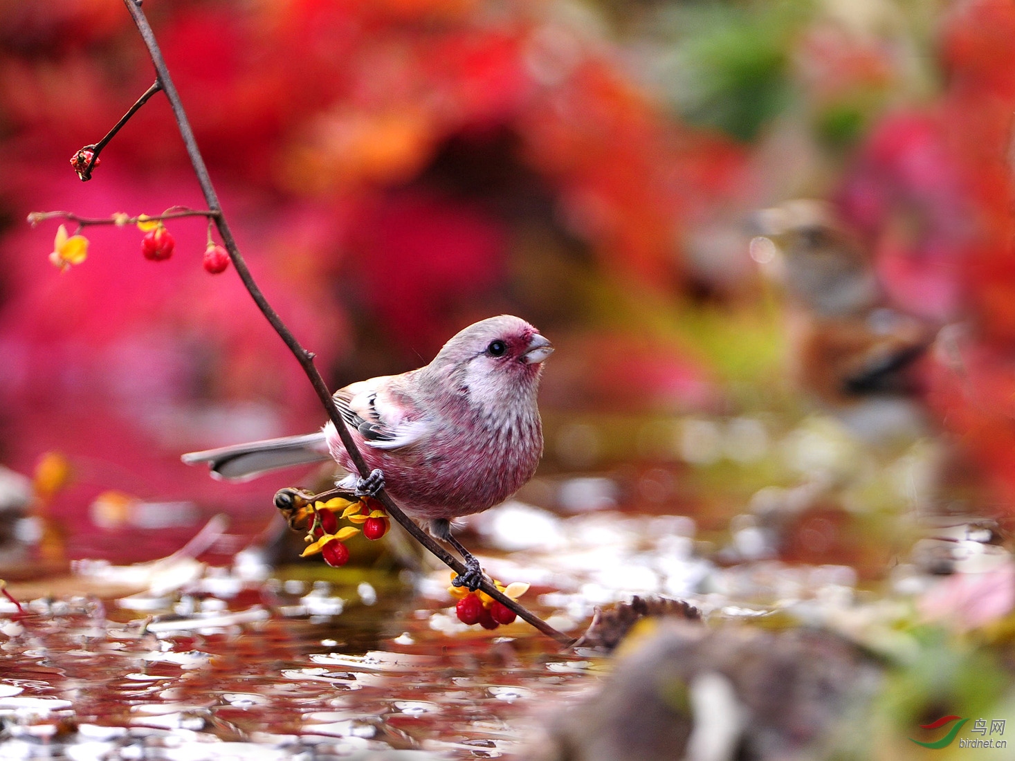 长尾雀红红的长尾雀贺老师佳作获每日精华