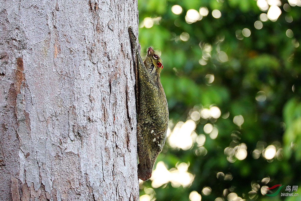 8k2a9826_副本斑鼯猴1.jpg