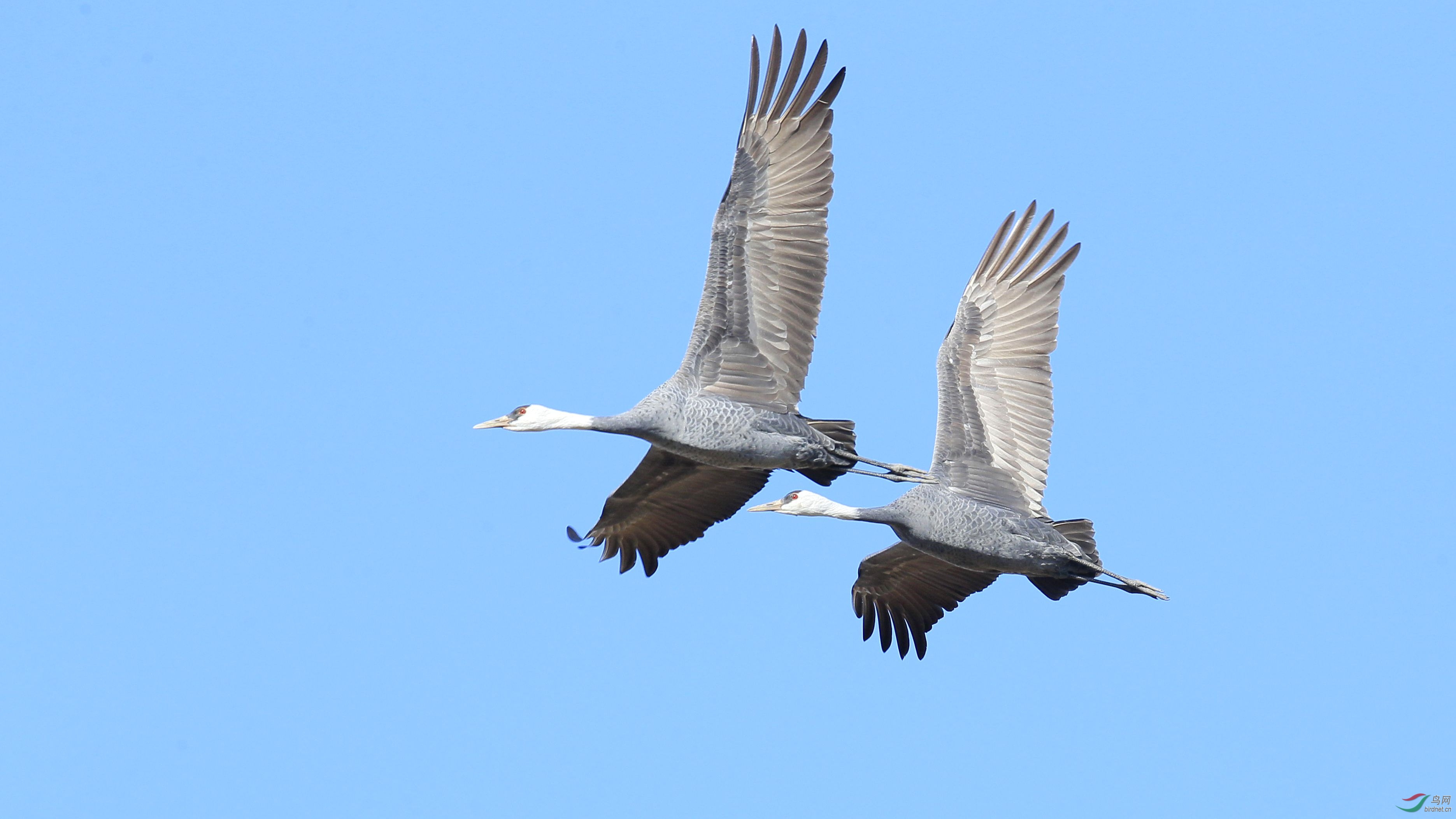 飞翔白头鹤