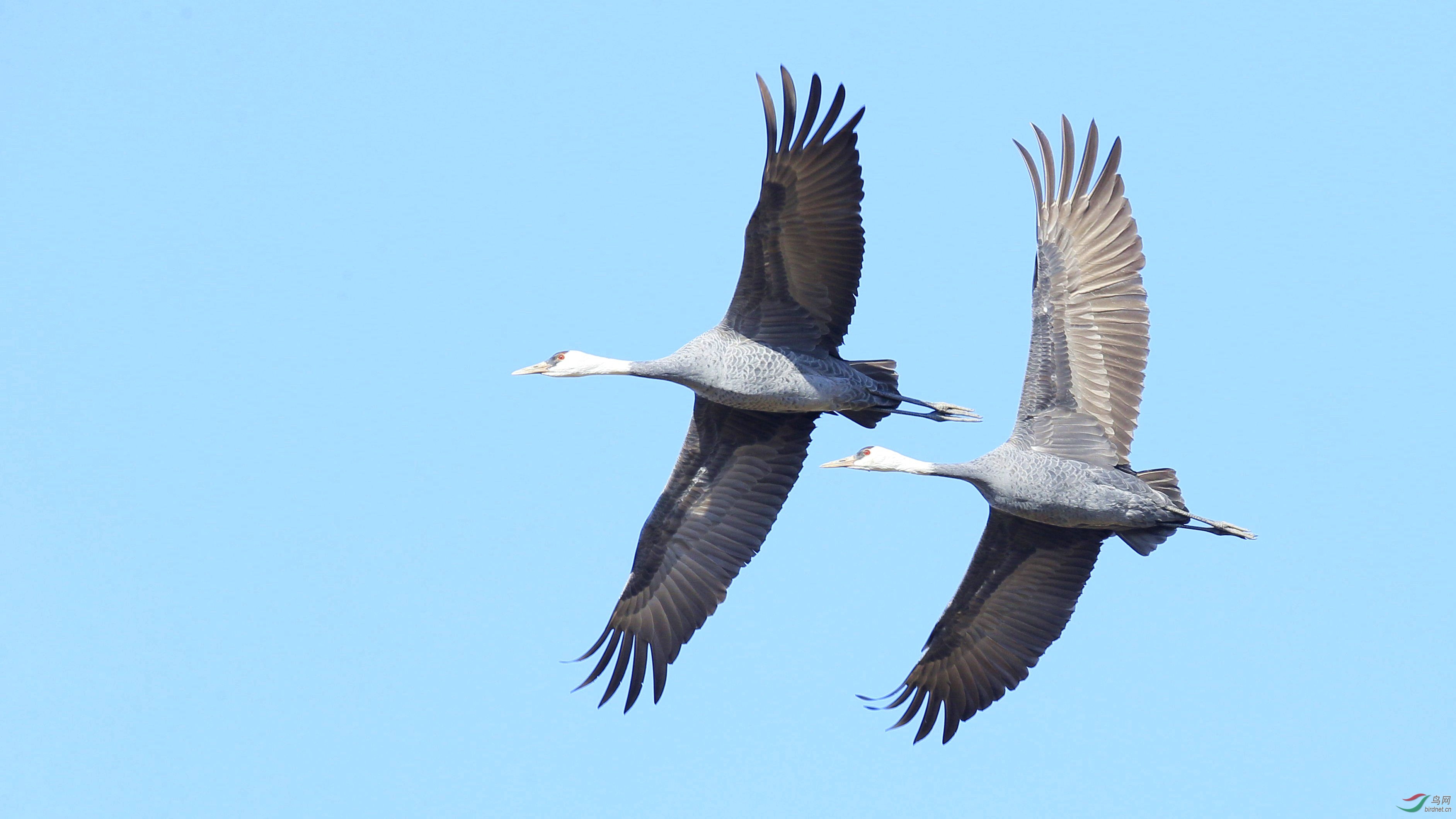飞翔白头鹤