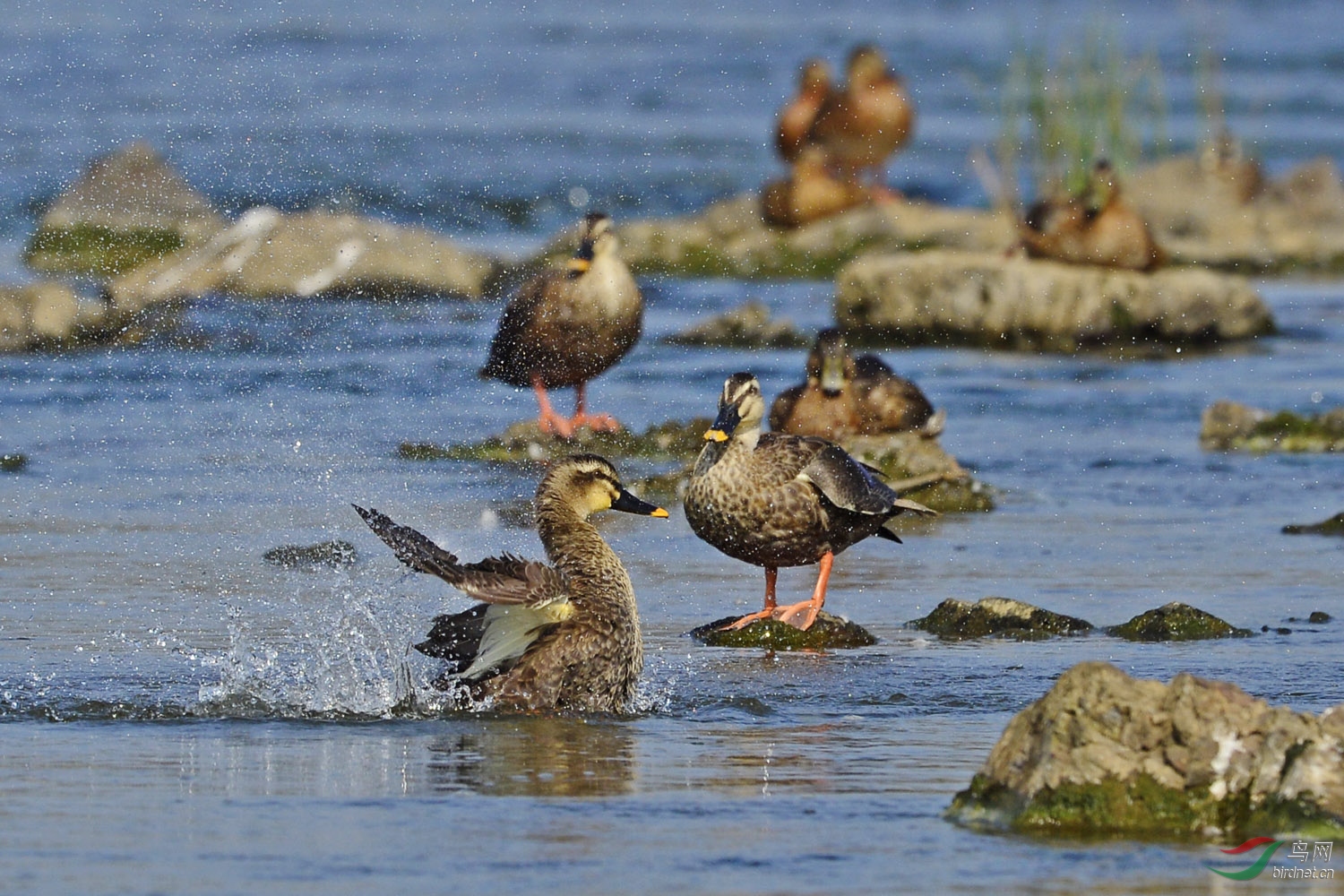 群鸭戏水