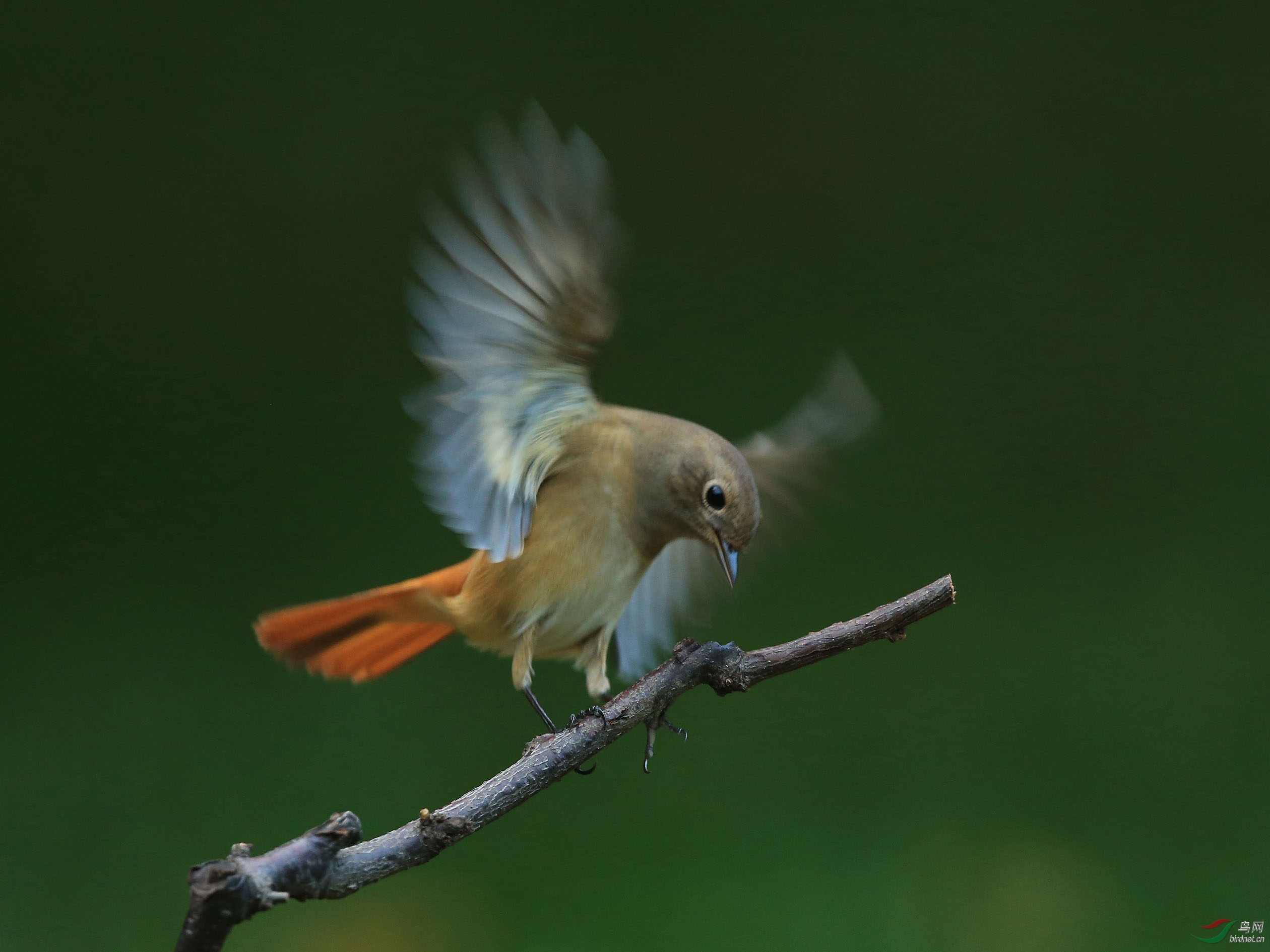 [林鸟] 北红尾鸲(雌)--北京动物园