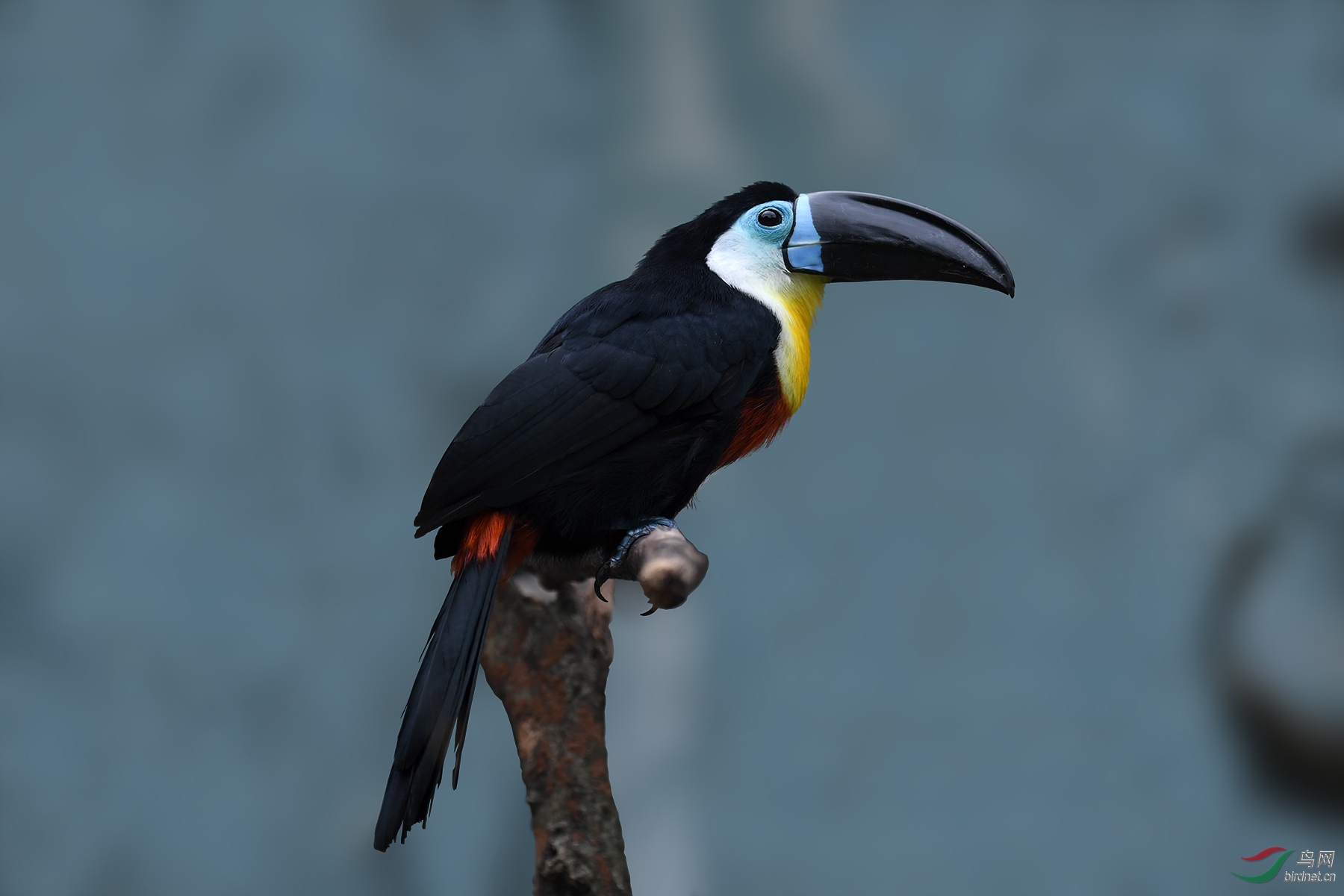 凹嘴巨嘴鸟 ramphastos vitellinusjpg