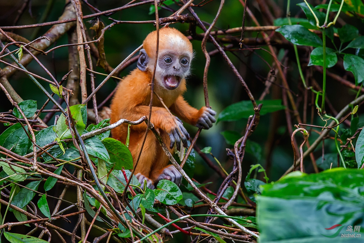自囚白头叶猴幼仔