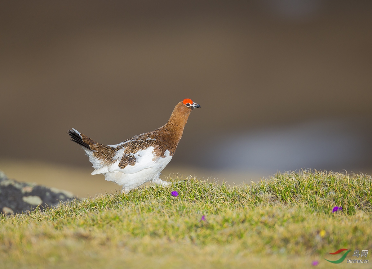 [林鸟] (柳雷鸟)怀念春天------柳雷鸟也这么想!(祝贺荣获首页精华)