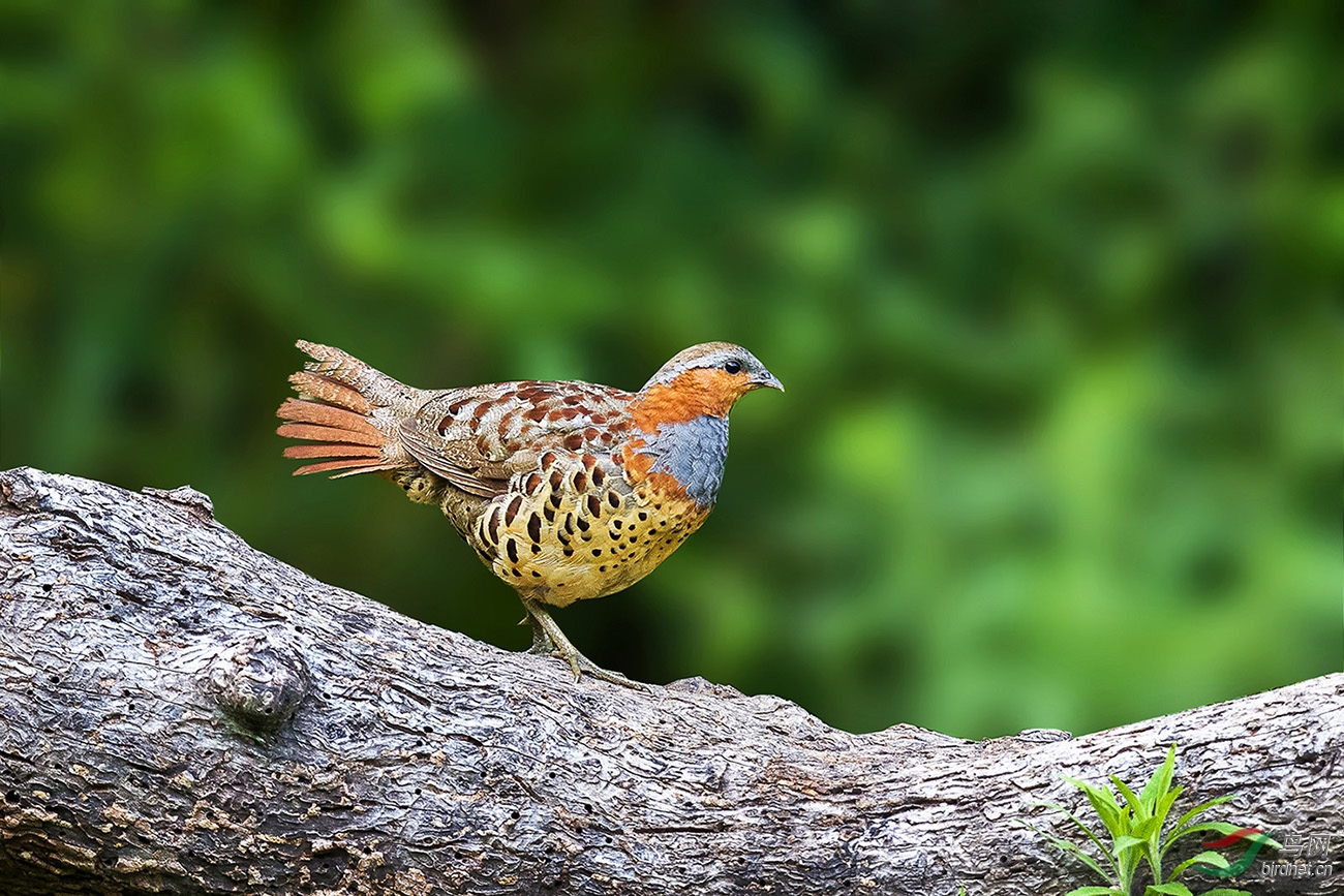 灰胸竹鸡灰胸竹鸡祝周日愉快贺图1获首页精华