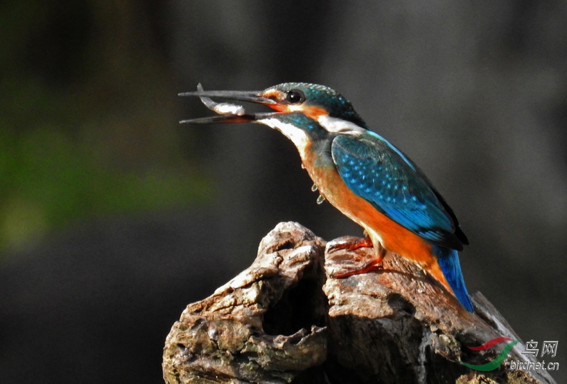 DSCN6928 ����.jpg