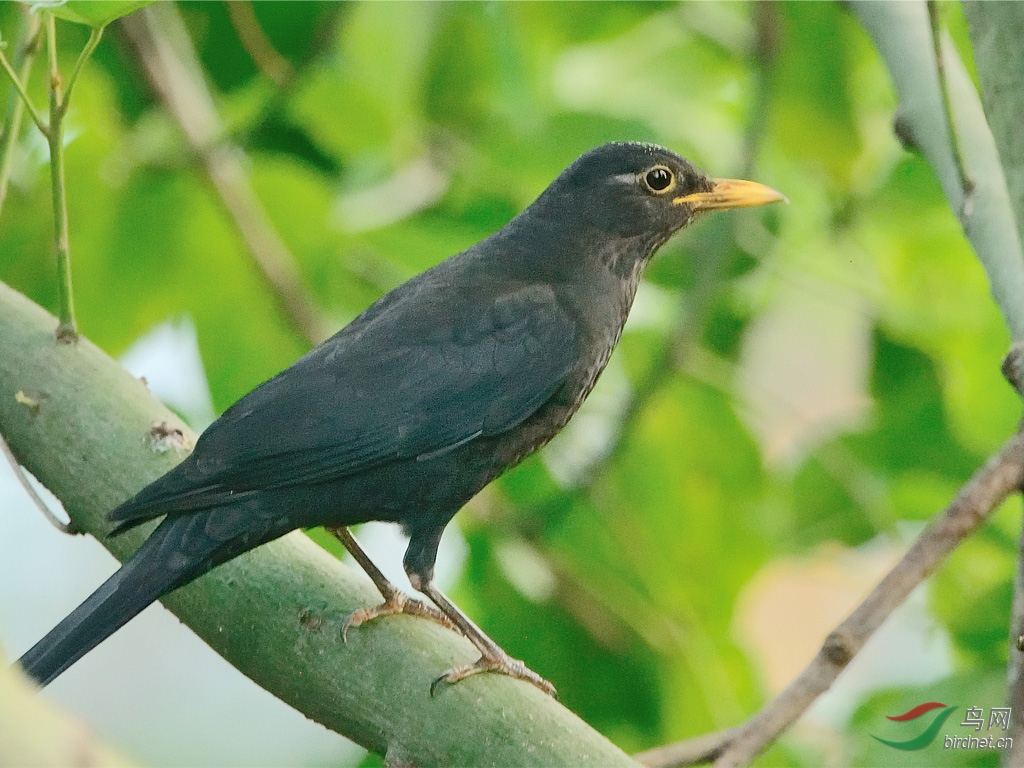 请教老师这只黑鸟叫什么