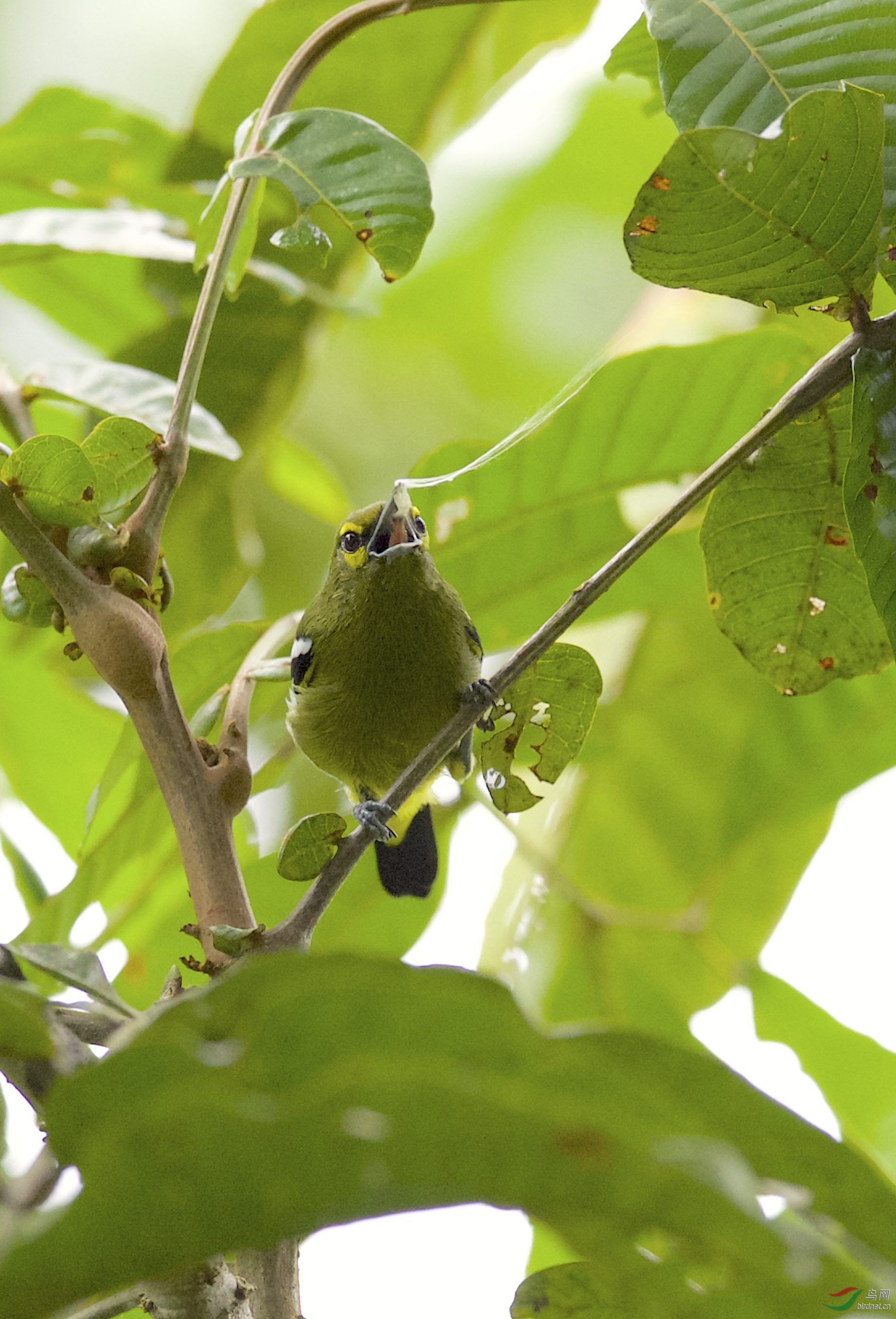 马来西亚沙巴拍鸟绿雀鹎