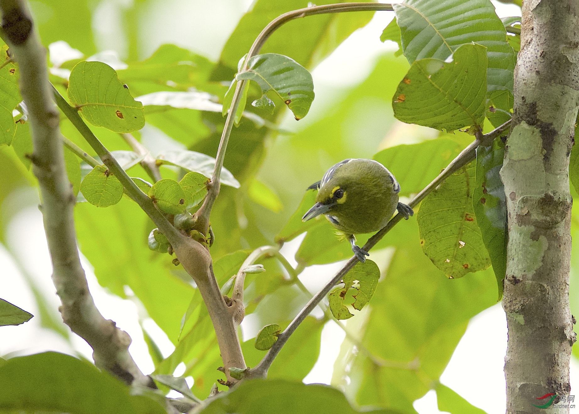马来西亚沙巴拍鸟绿雀鹎
