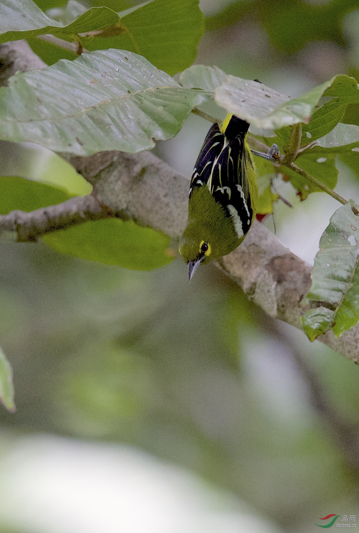 马来西亚沙巴拍鸟绿雀鹎