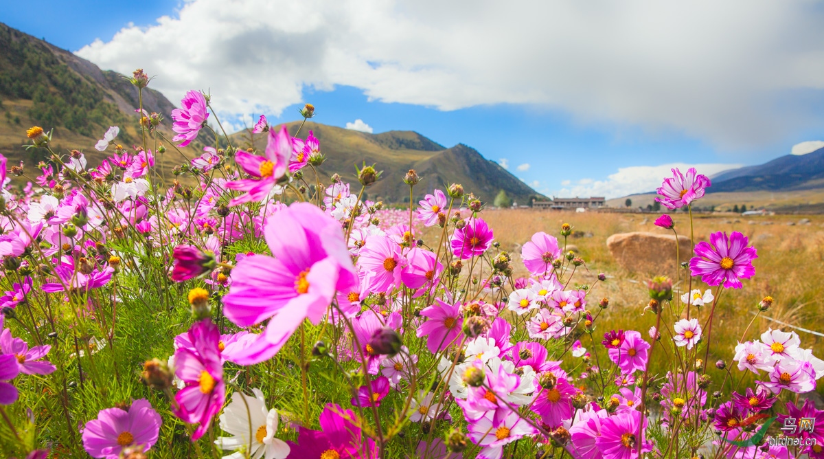 高原风光之风景在路上--高原格桑花