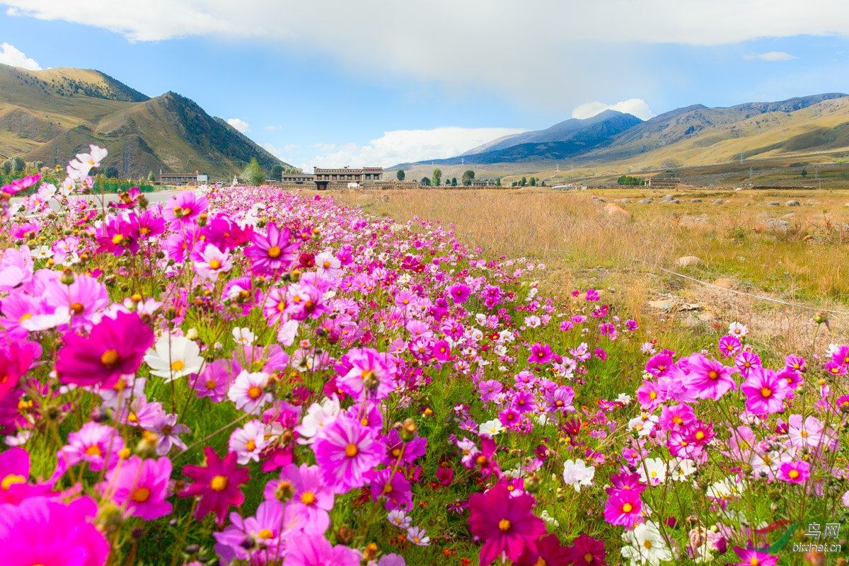 高原风光之风景在路上--高原格桑花