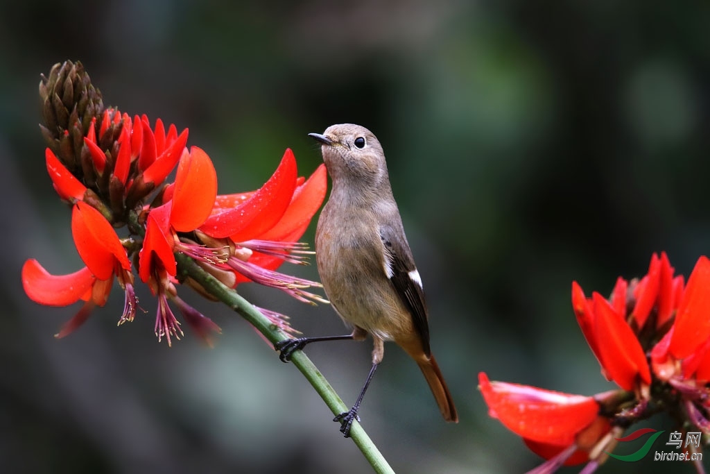 姑娘爱花花-北红尾鸲(雌)