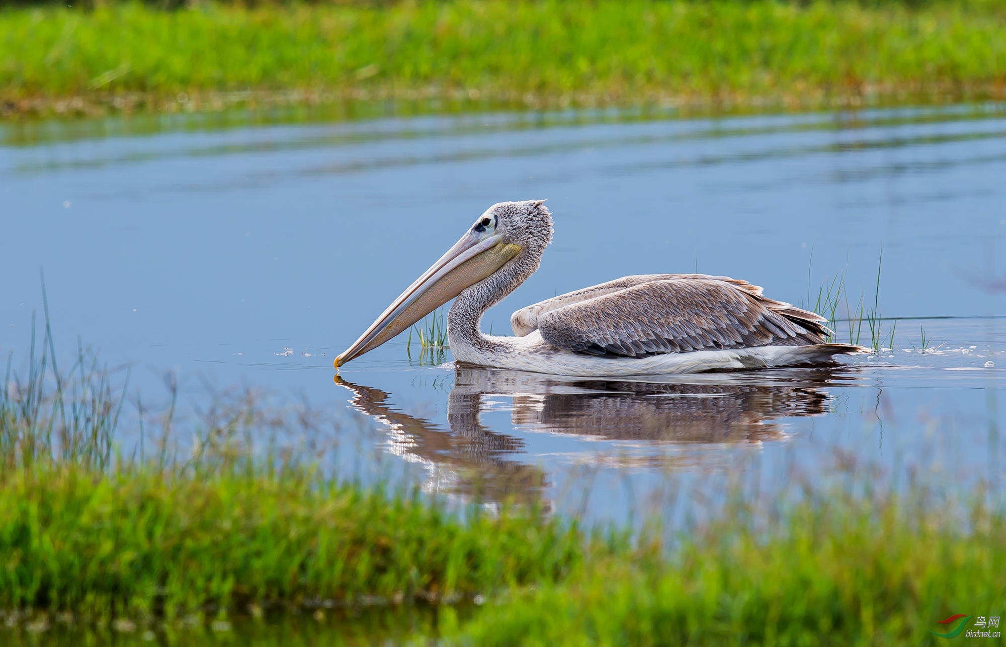 白鹈鹕白鹈鹕贺图一获首页精华