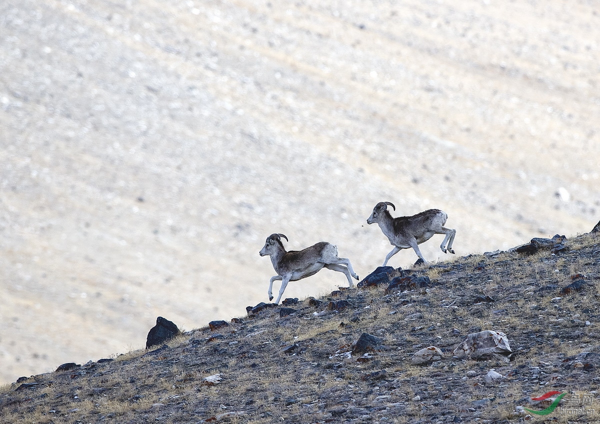 罕见的马可波罗盘羊-国家一级保护