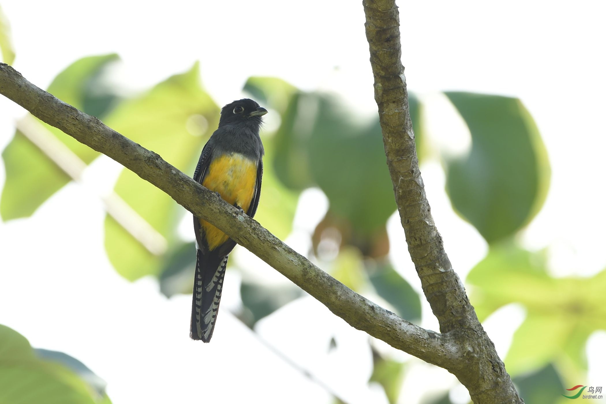哥斯达黎加的鸟,请指教.