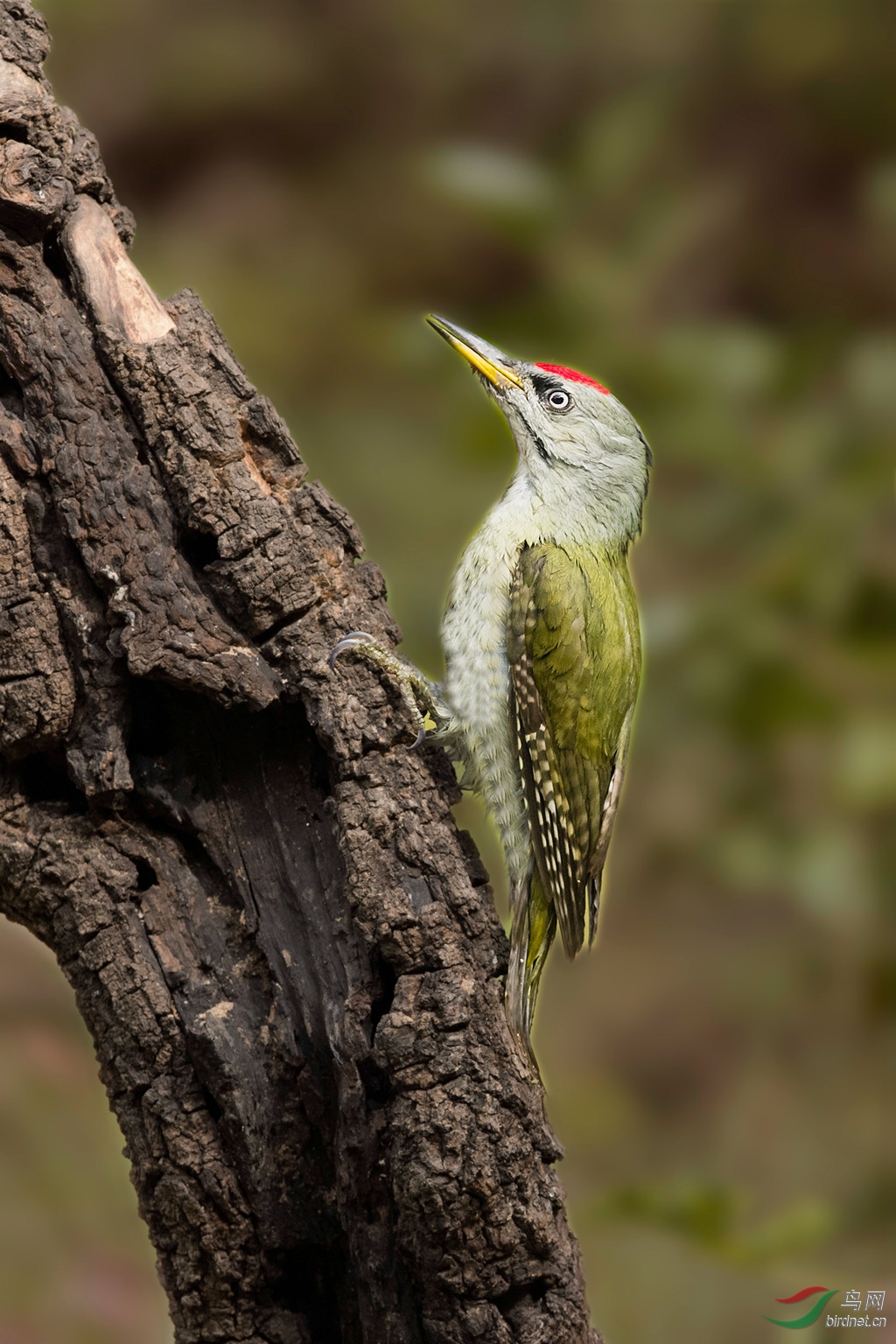 灰头绿啄木鸟