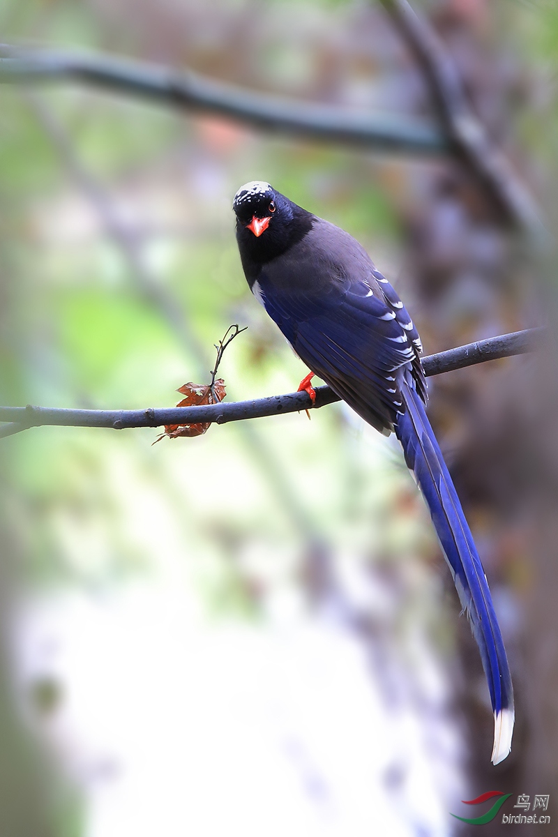 红嘴蓝鹊