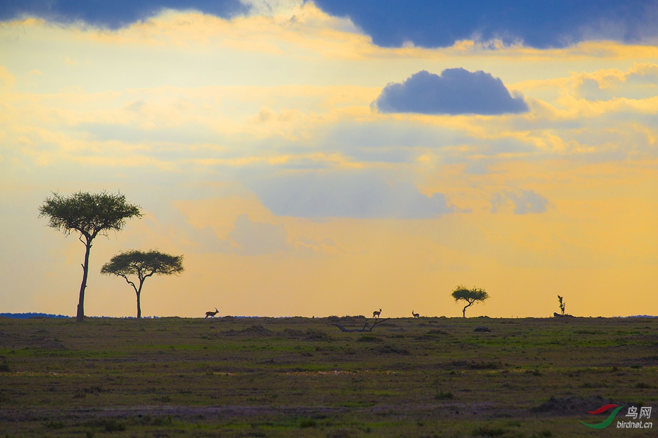 美丽的非洲草原