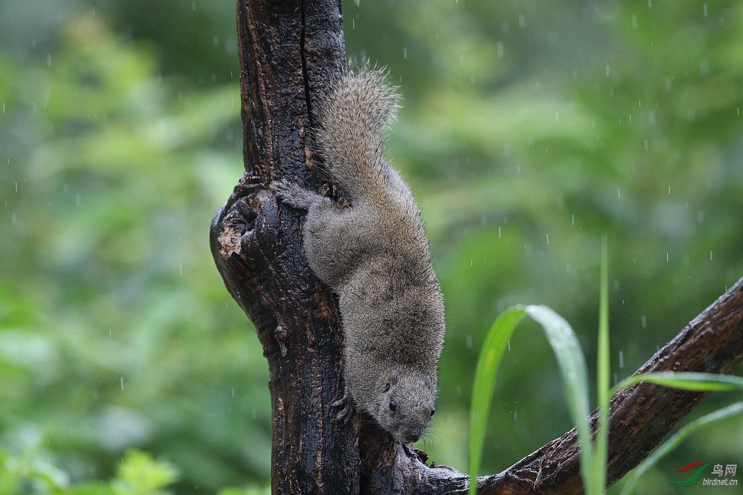 在雨中赤腹松鼠