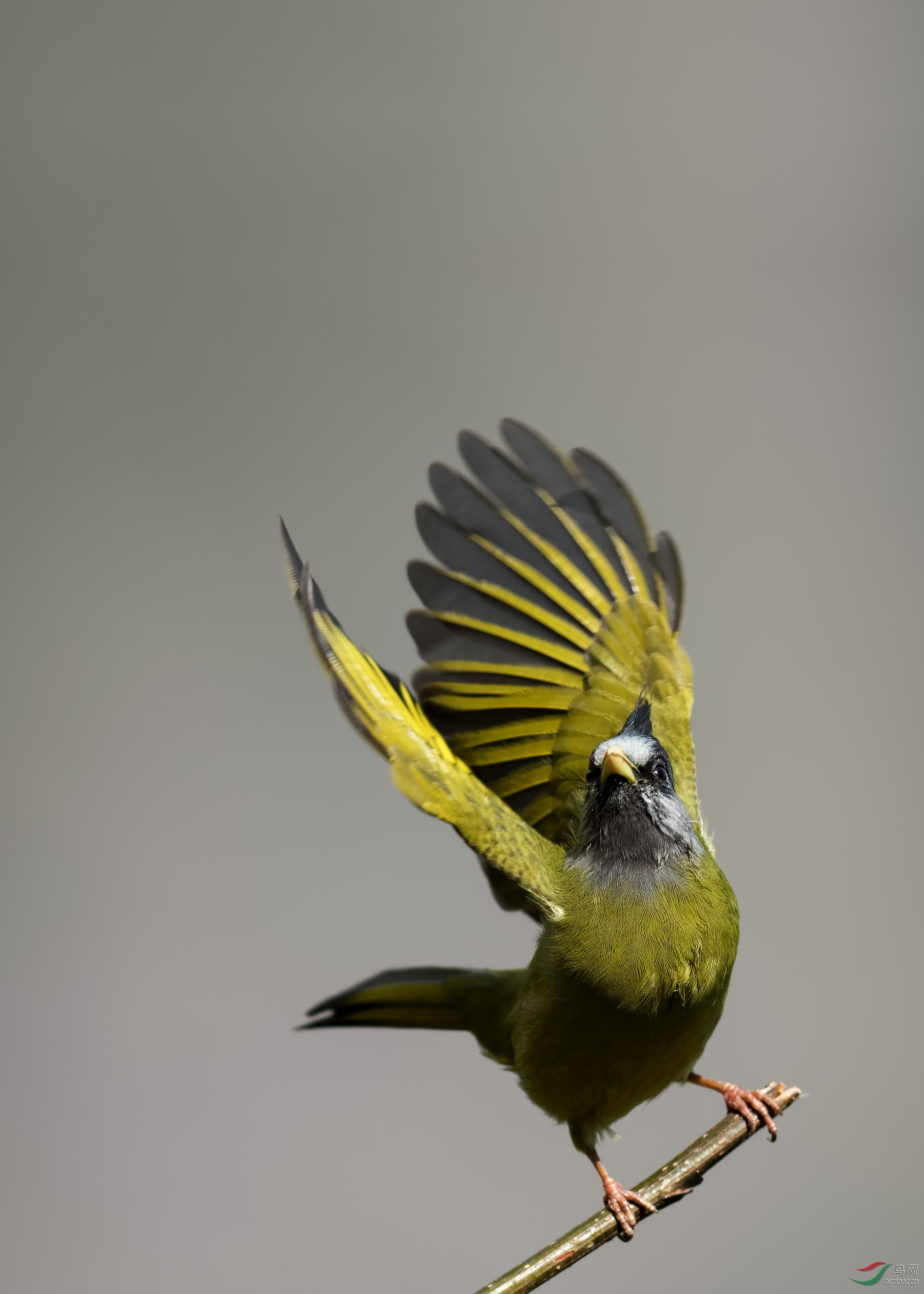 凤头雀嘴鹎感谢浏览