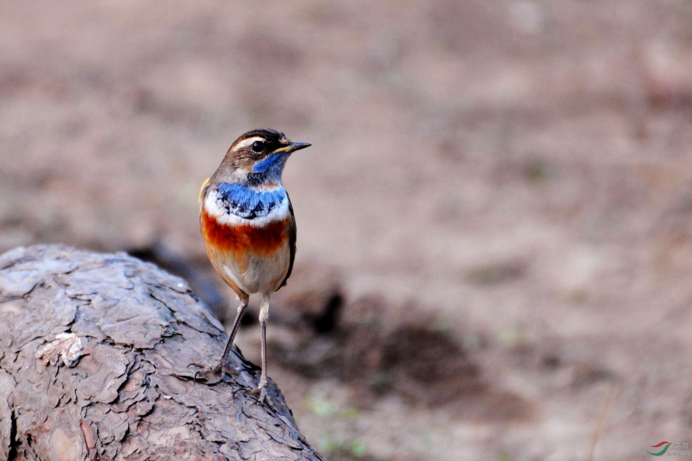 蓝点颏 (16)_副本.jpg