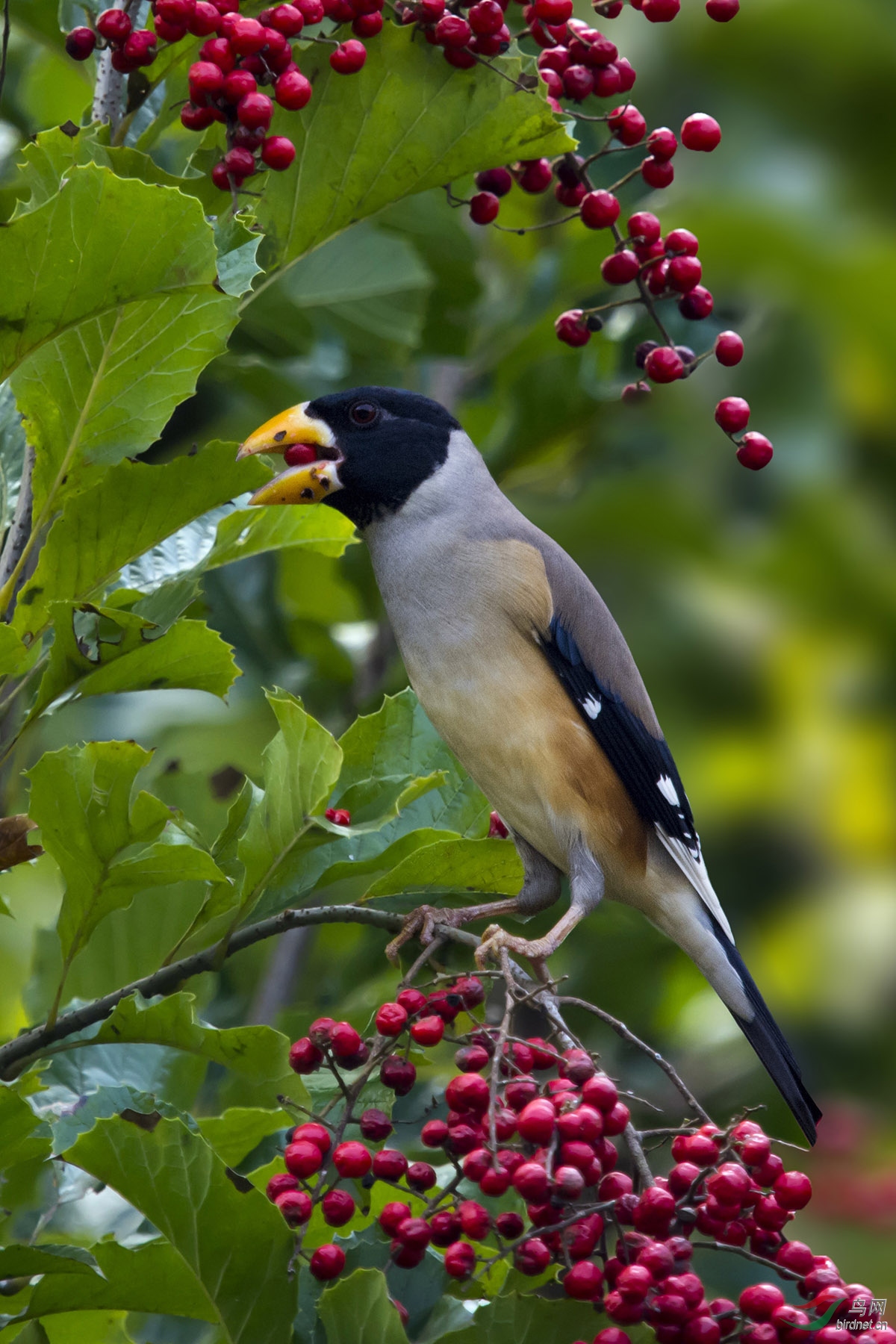 黑尾蜡嘴雀yellowbilledgrosbeak161025