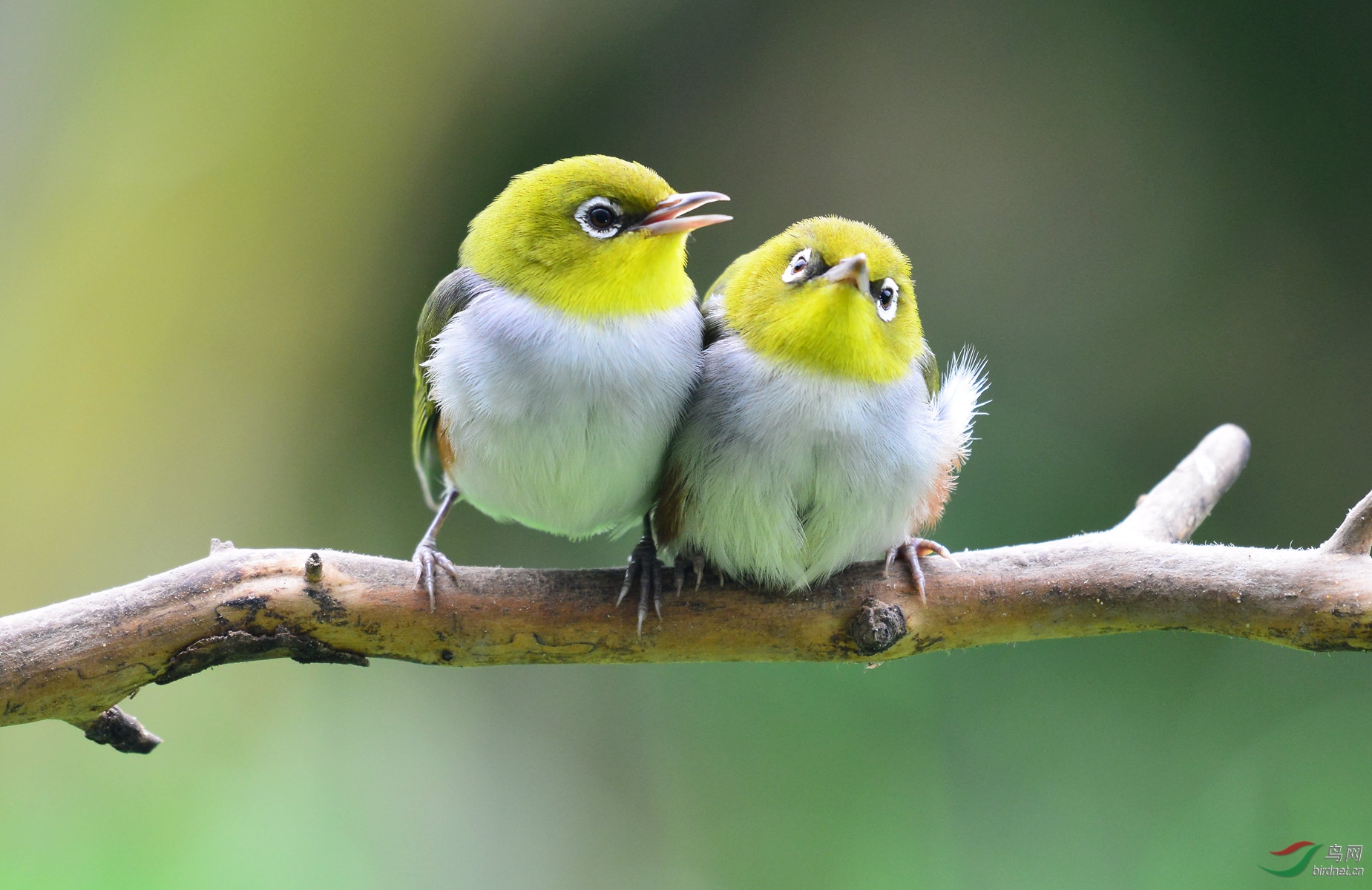 可爱的小鸟绣眼