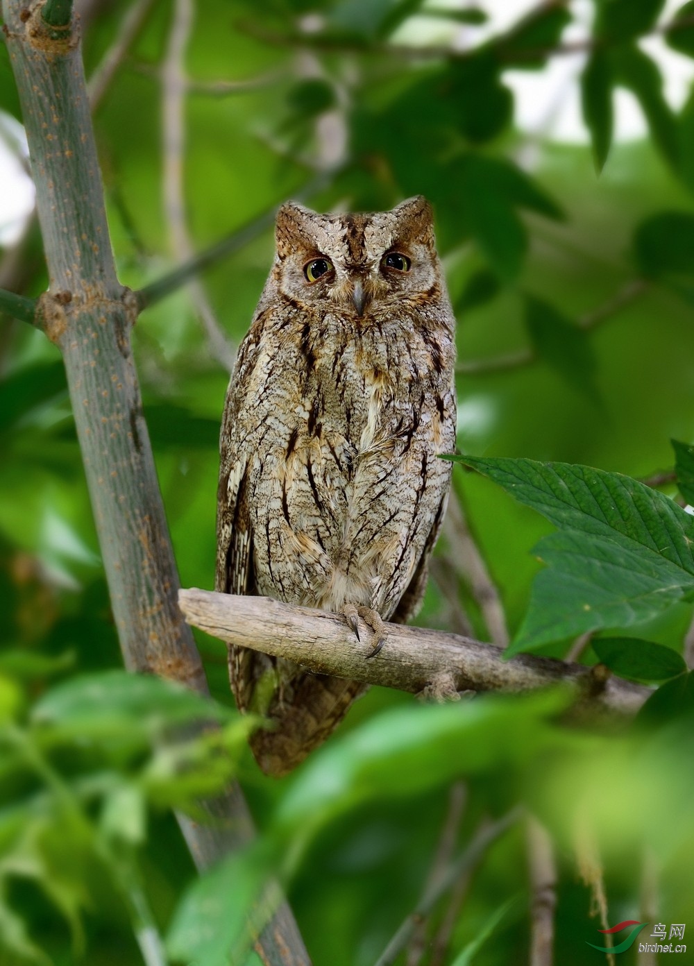 西红角鸮西红角鸮恭贺首页精华
