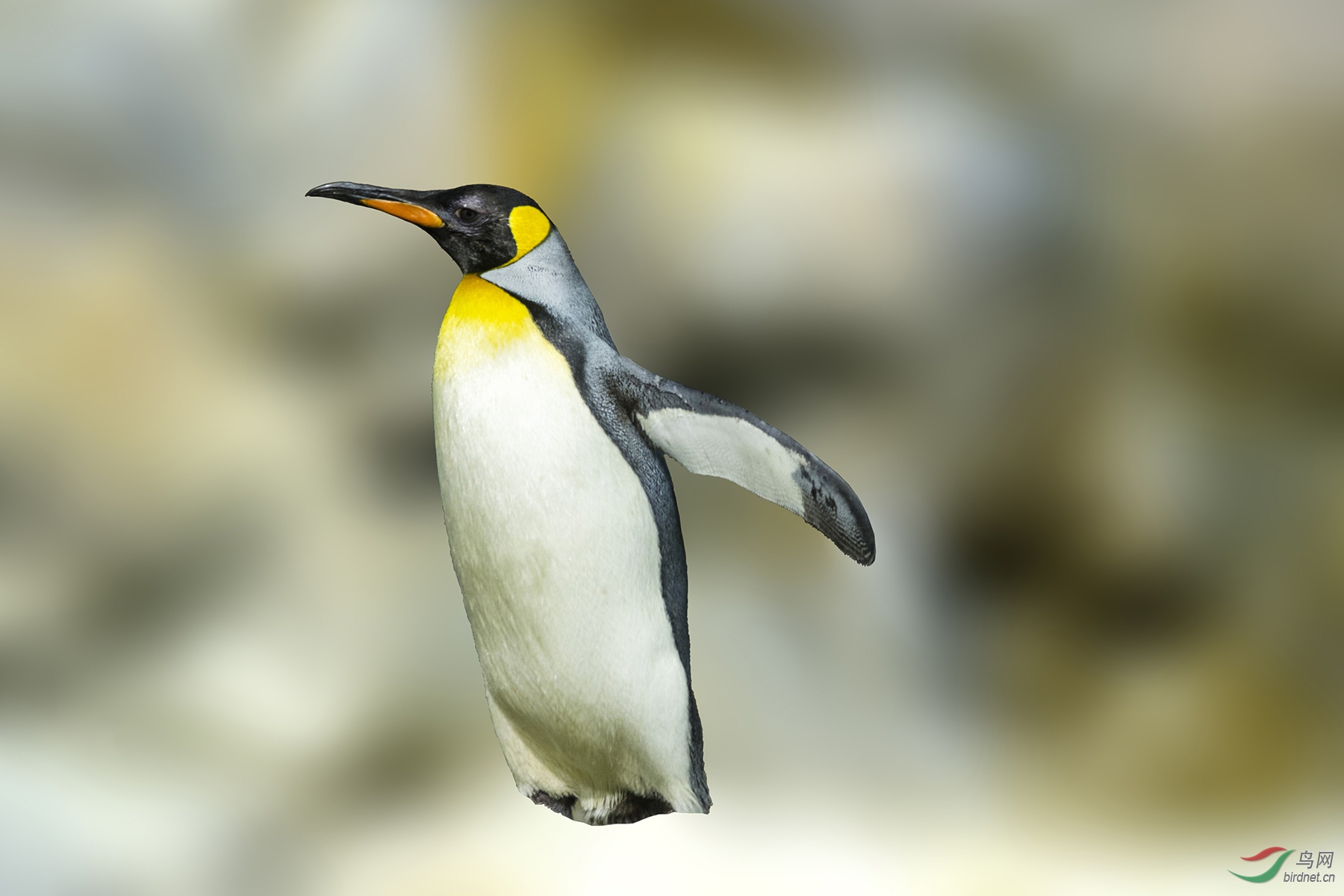 王企鹅 king penguin 161026