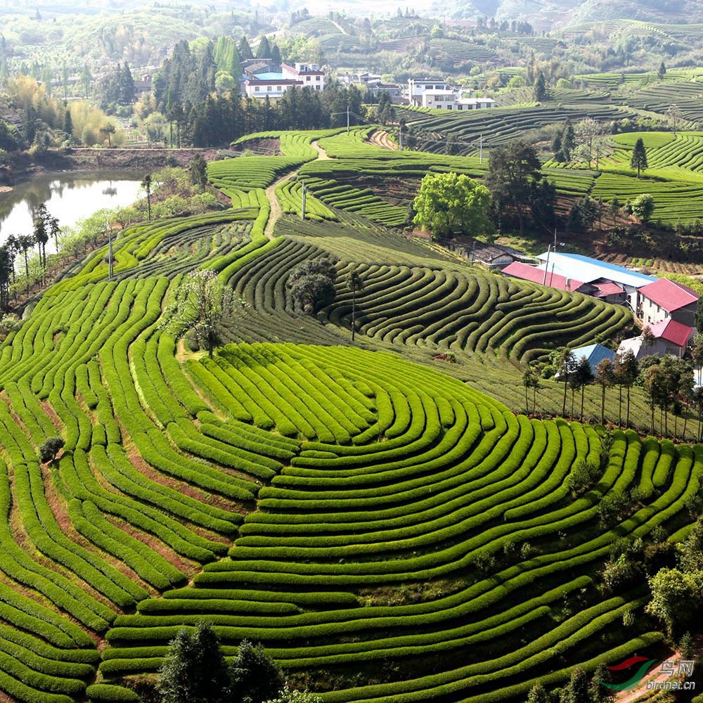 武夷茶园