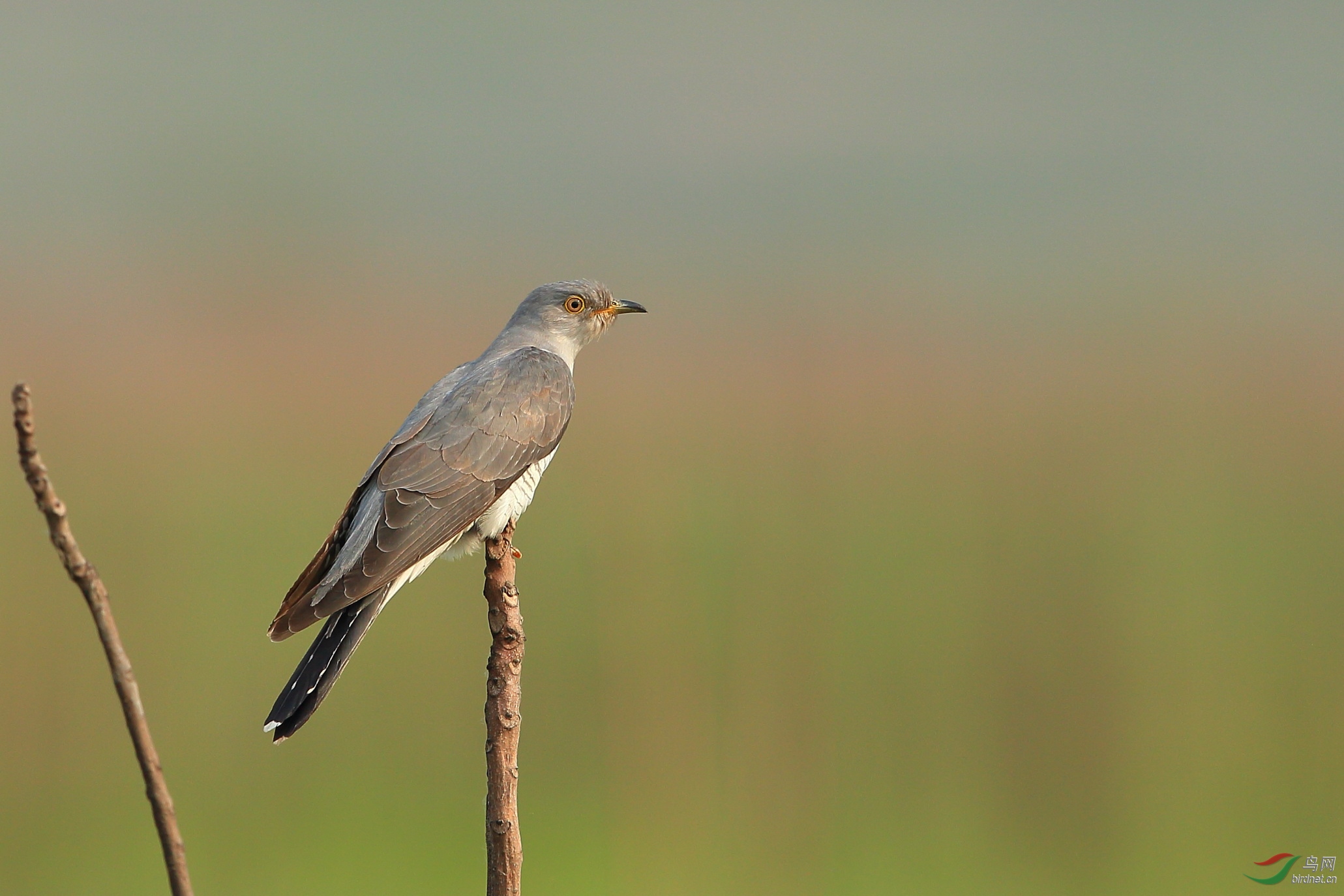 [林鸟] 北京的鸟--四声杜鹃