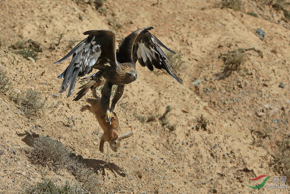 金雕野拍老鹰抓兔新疆祝贺图8荣获首页精华