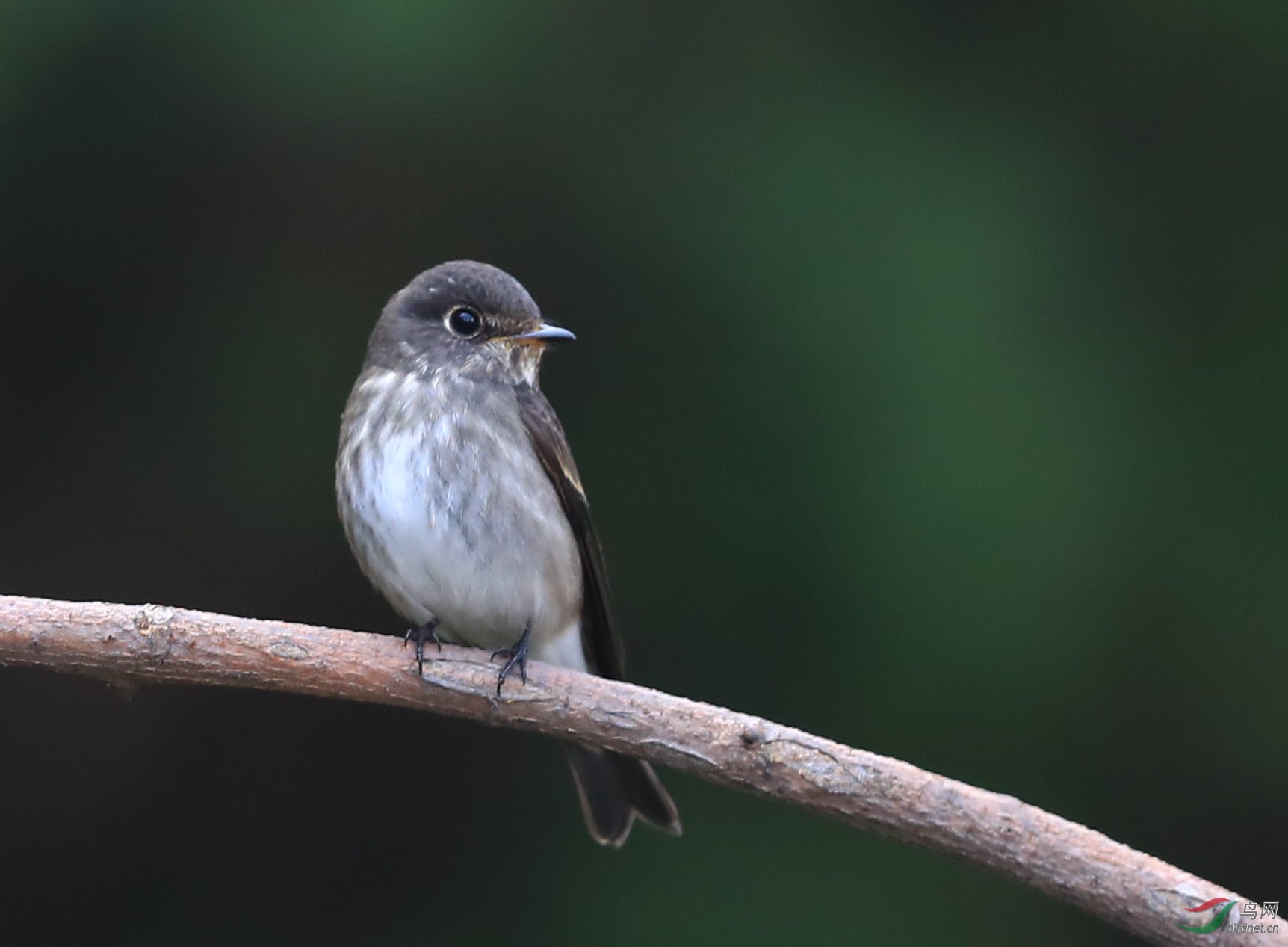 乌鹟- 山东版 shandong 鸟网