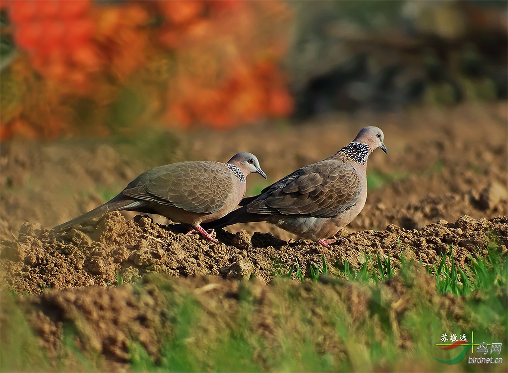 DSCF3738СС.jpg