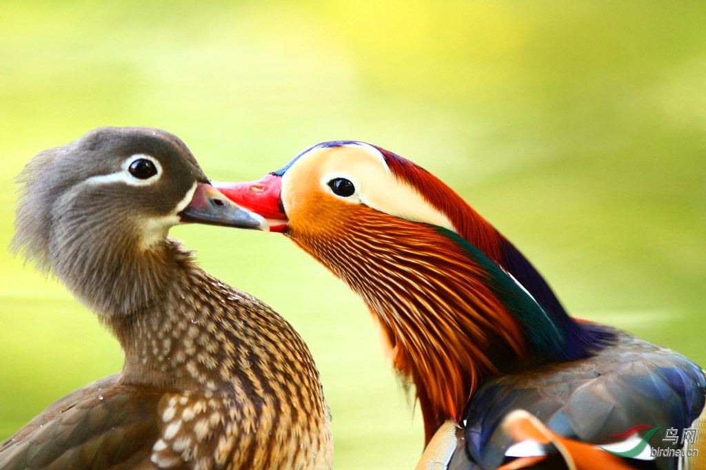 [水鸟] 吻--鸳鸯