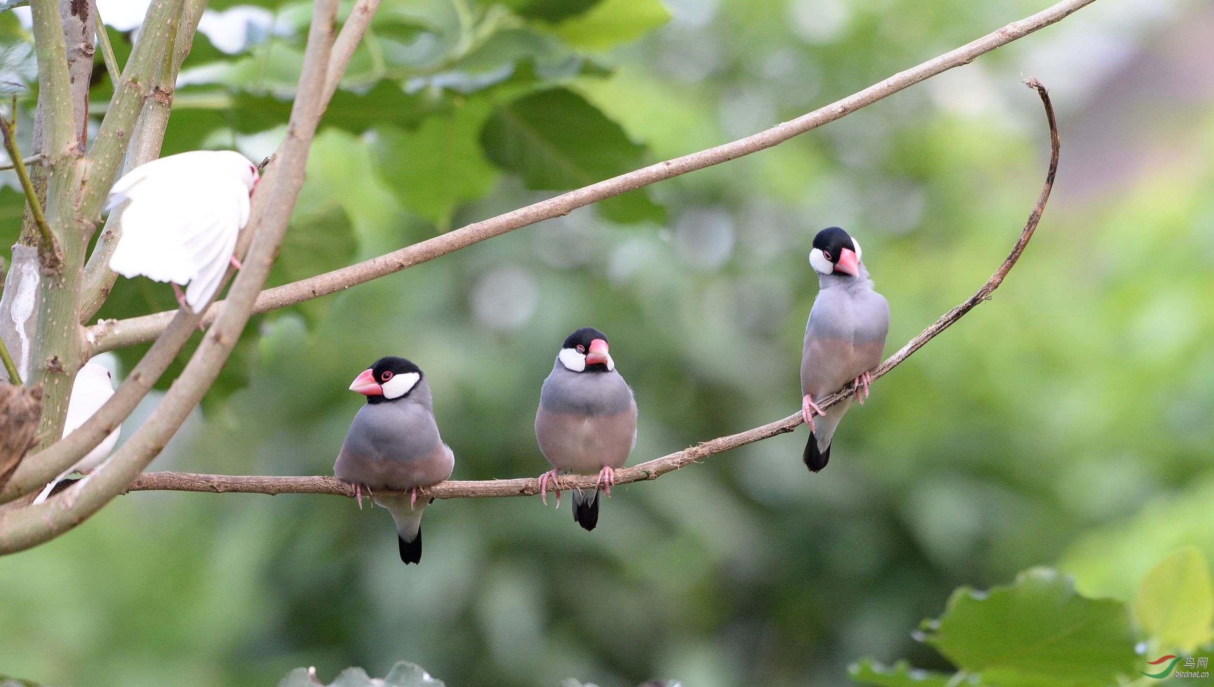雅兴不错的一枝三鸟确有监控