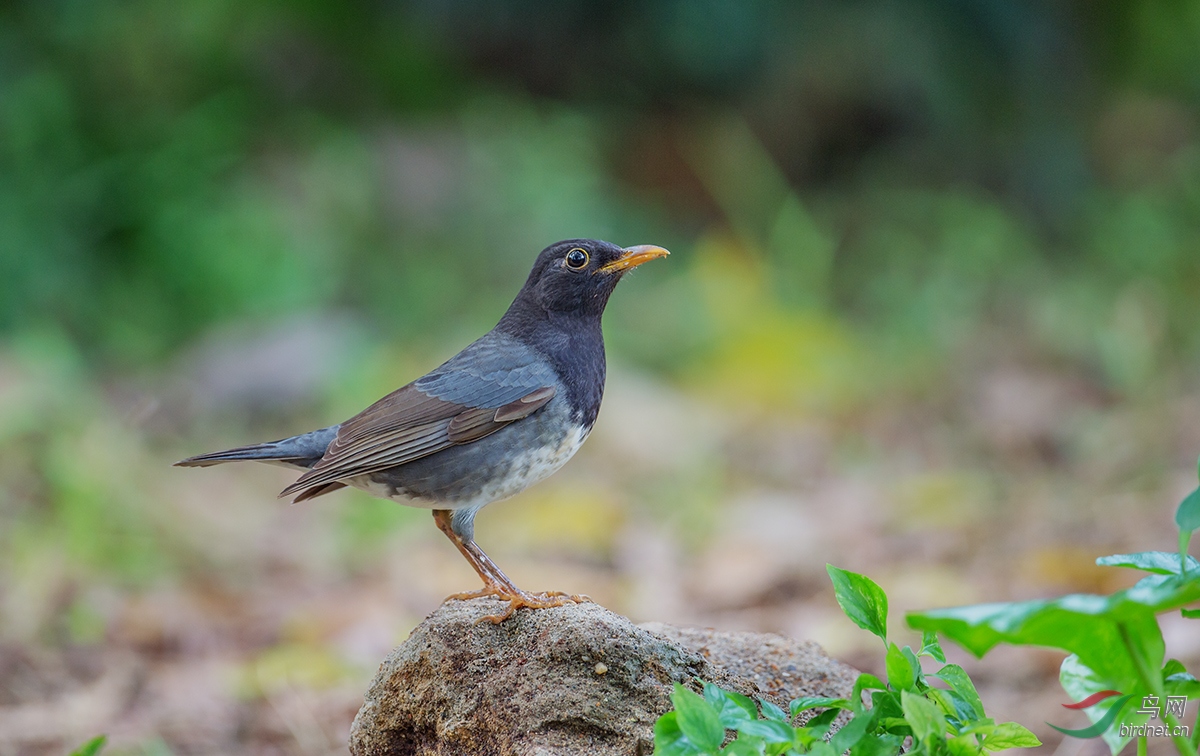 乌灰鸫俗名黑鸫日本乌鸫