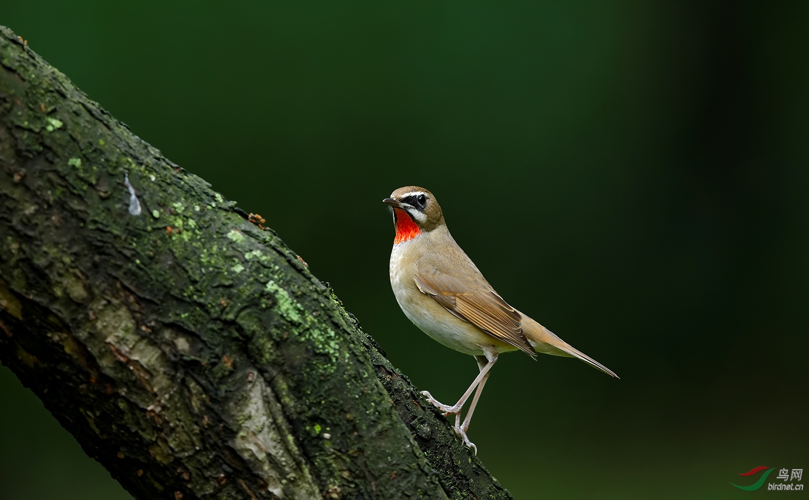 大树落雀(红喉歌鸲)
