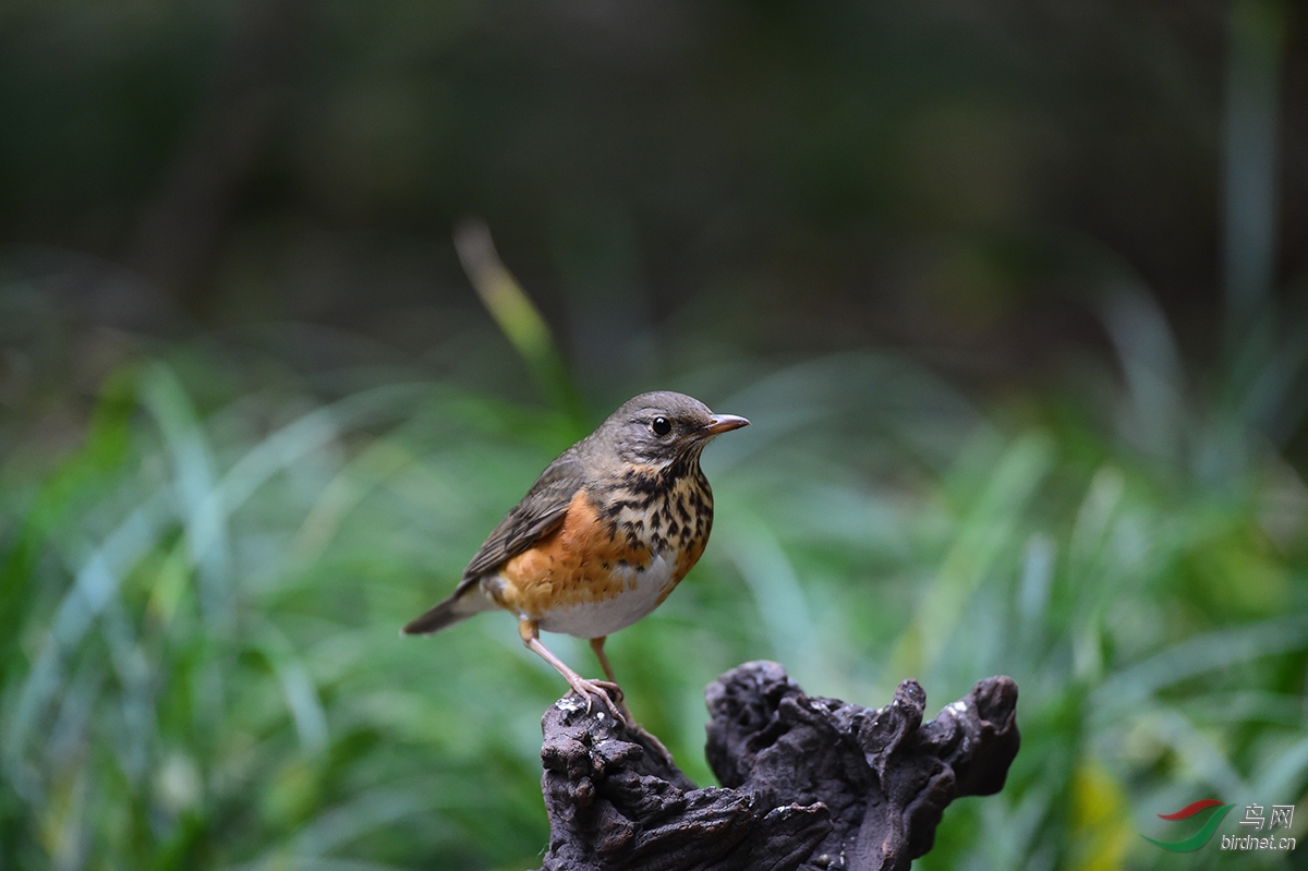 DSC_0953.jpg