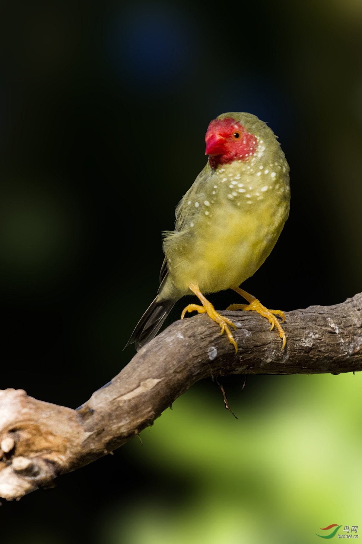 星雀starfinch161028