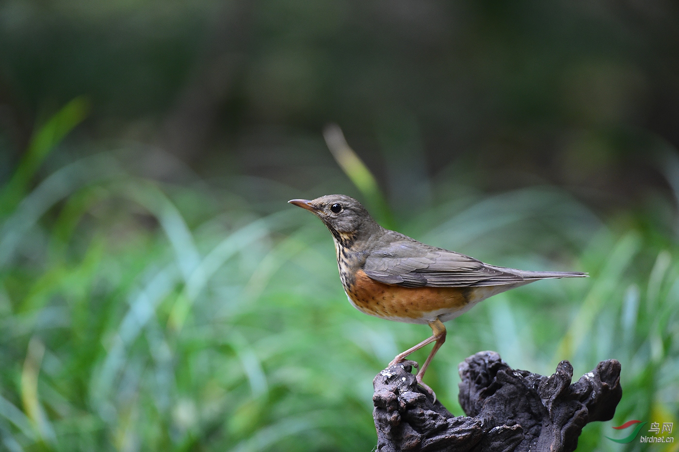 天坛拍鸟完结篇
