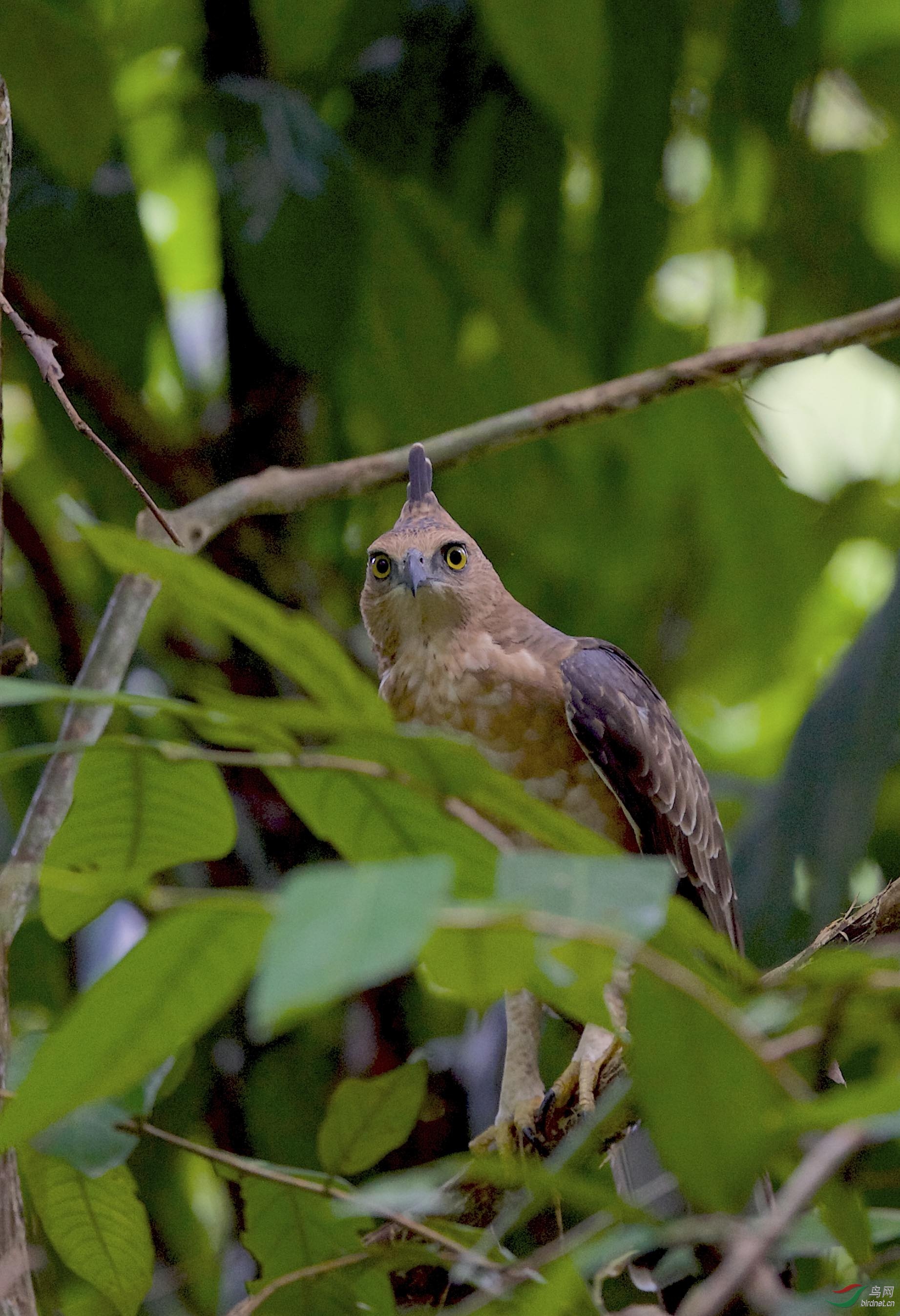 马来西亚沙巴拍鸟:马来鹰雕