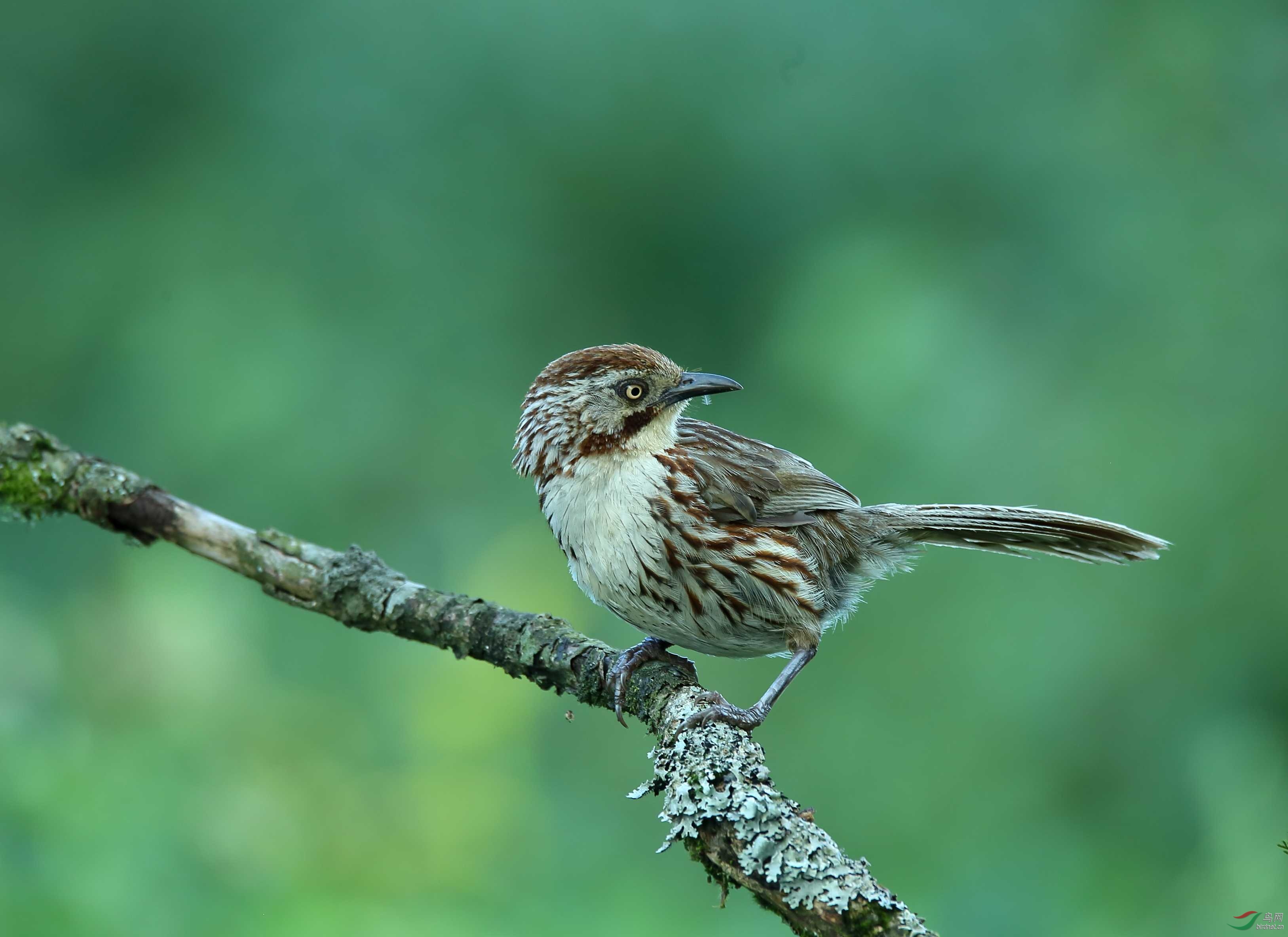 2016年金佛山观鸟精选