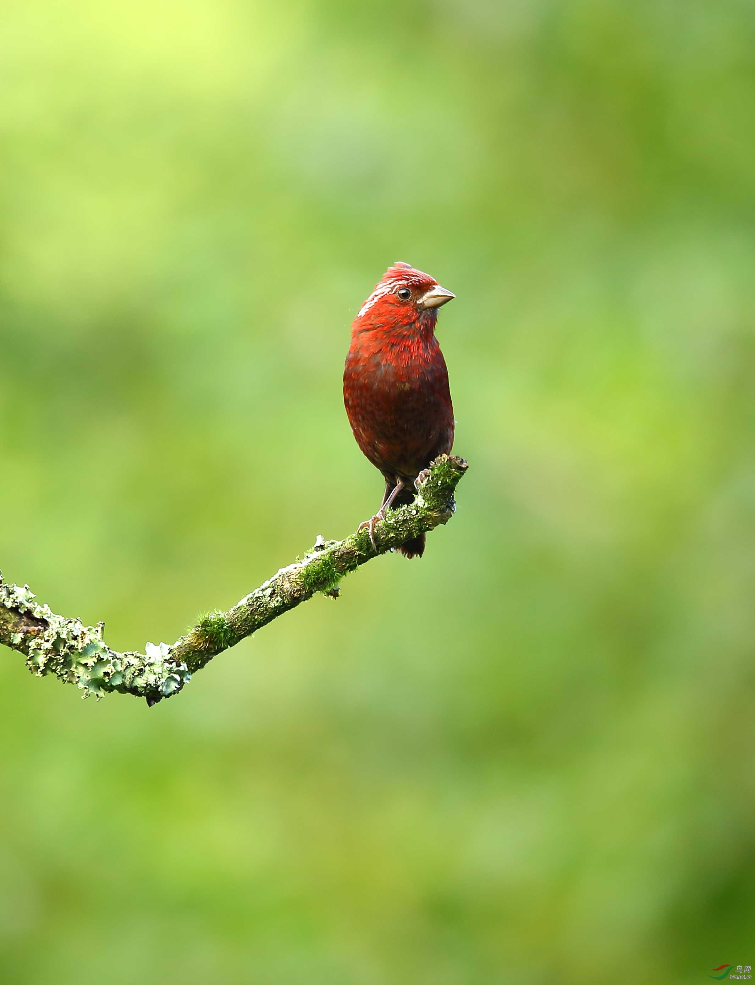 2016年金佛山观鸟精选