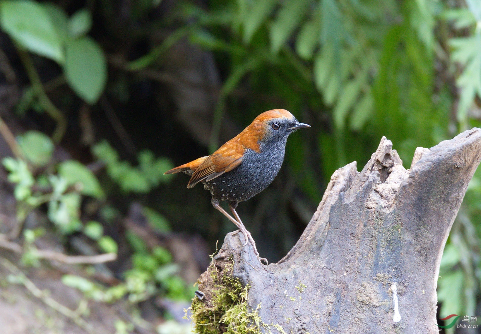 周日好栗背地鸫
