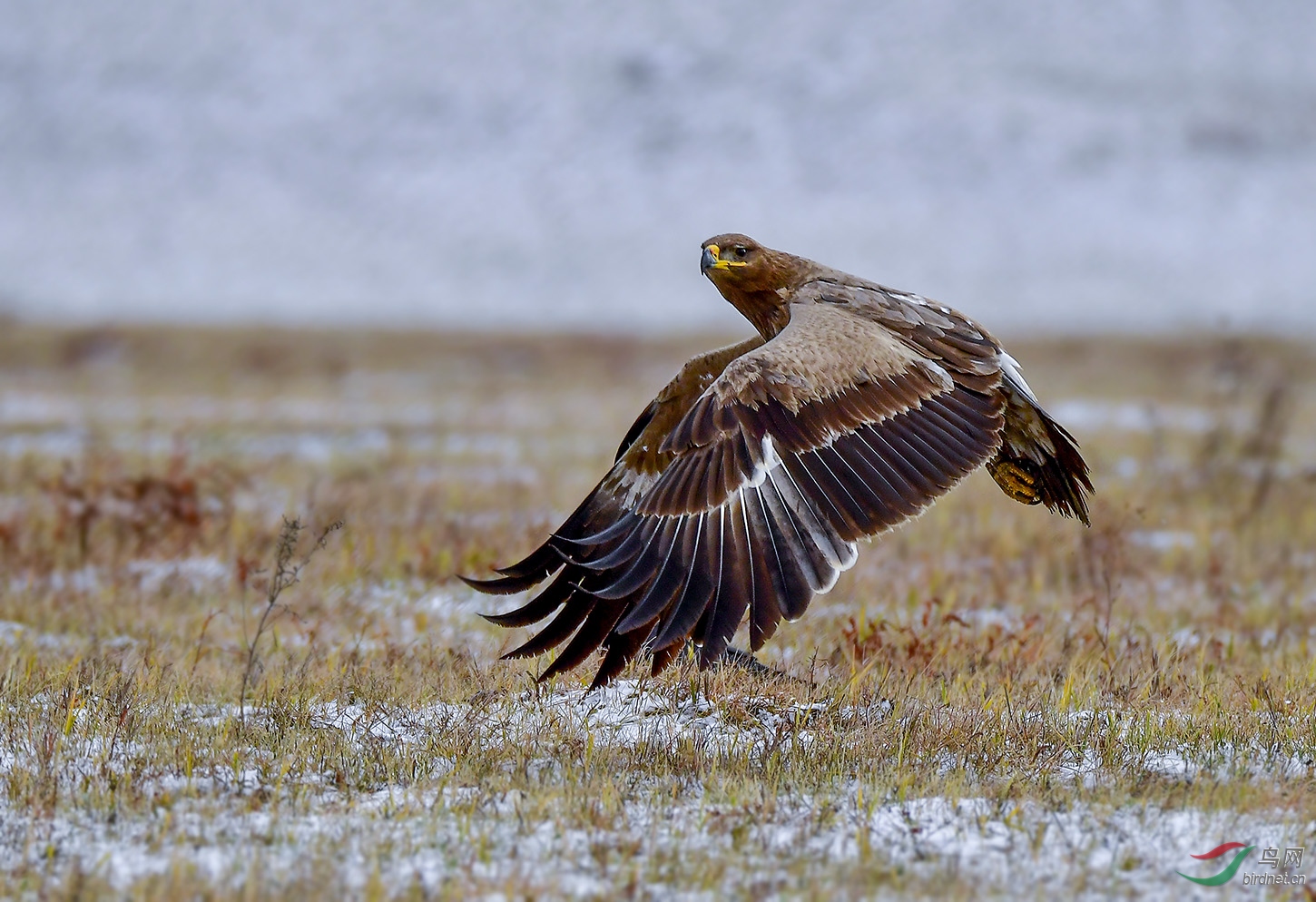 草原雕祝贺大连金雕老师荣任版主